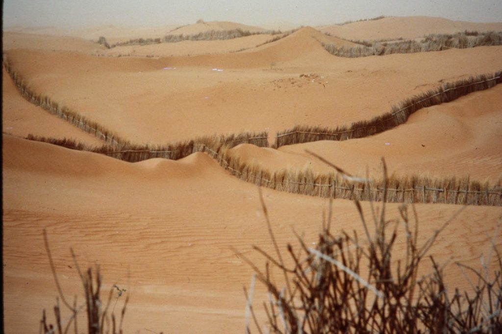 Euphoria project to stabilize moving sand dunes