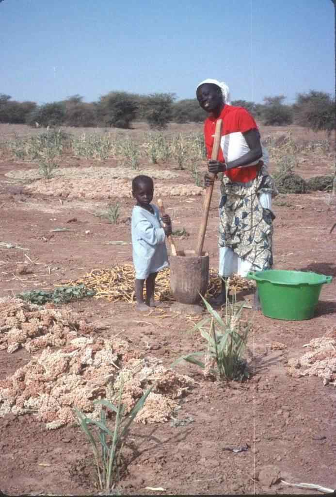 Pounding sorghum in the fields