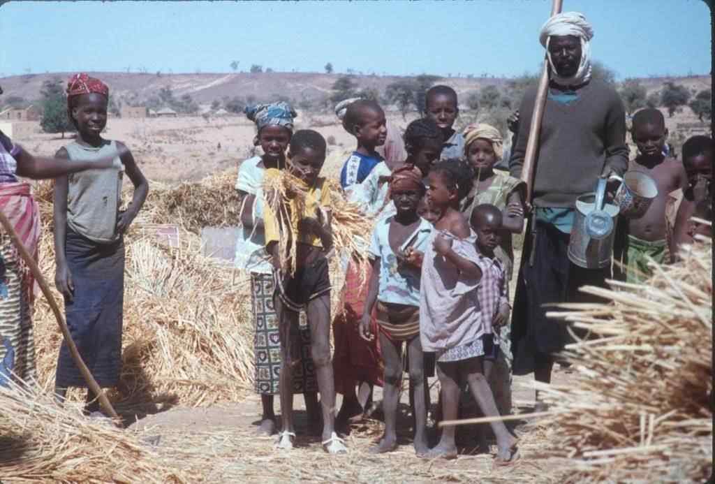 Threshing the harvested rice