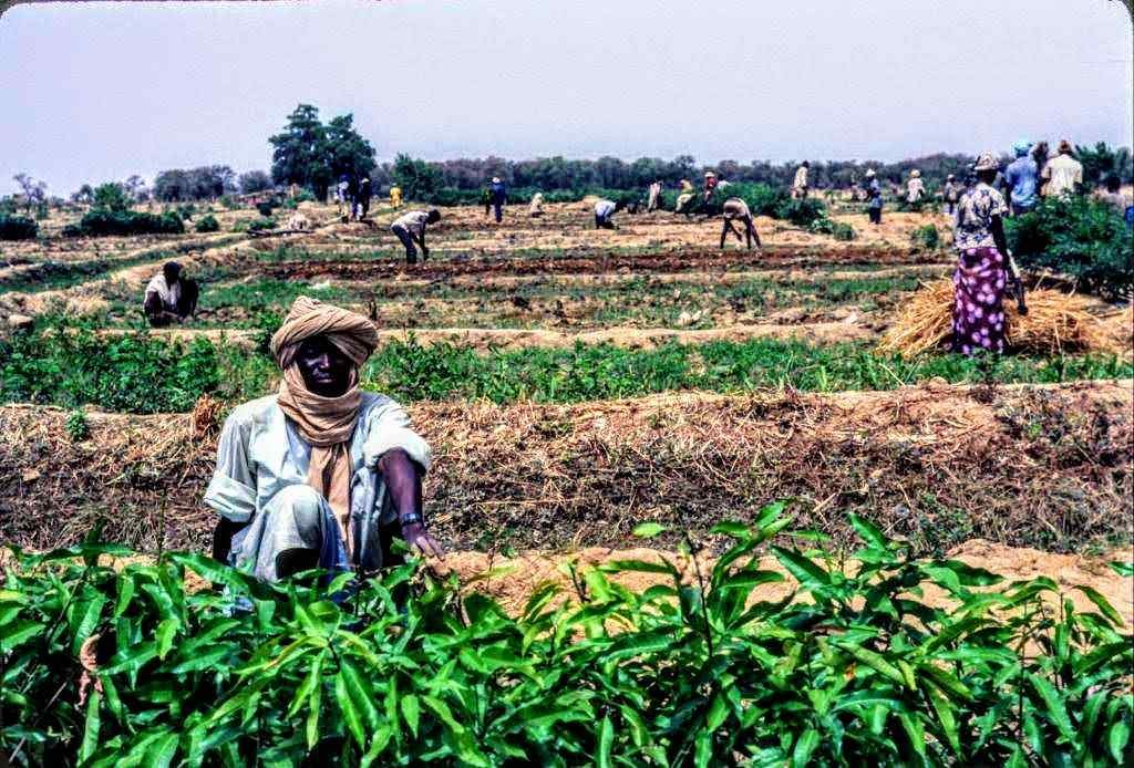 Mamadou with mangos in foreground before transplanting