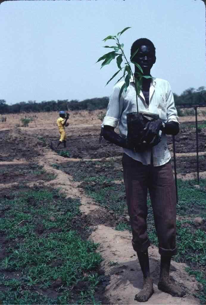 Mamadou's son Mari taking mango for transplanting