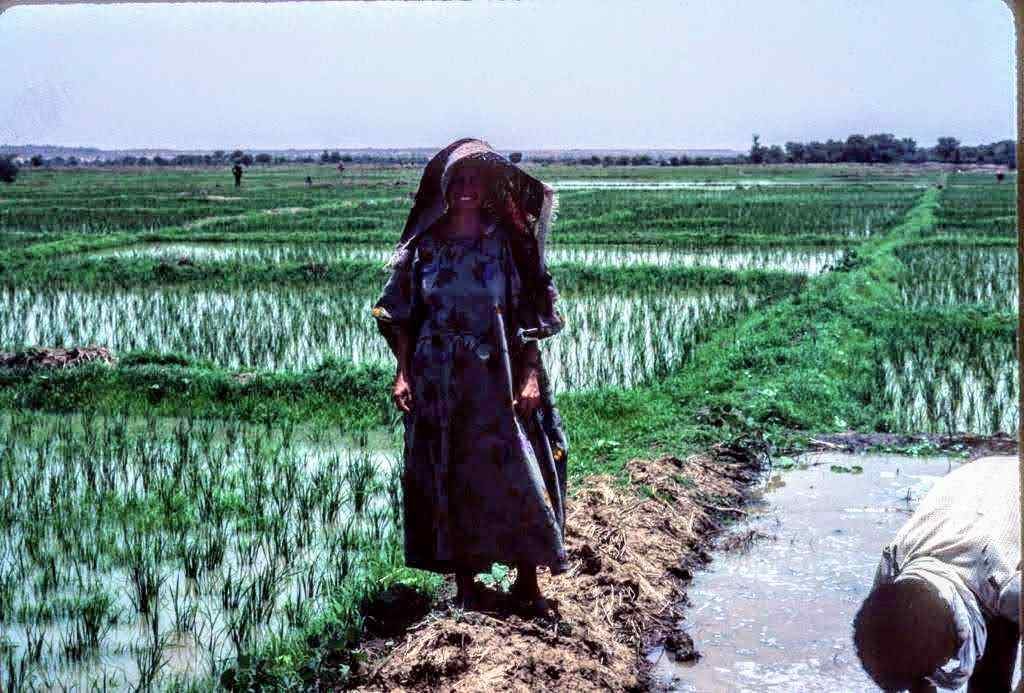 Me in fields after rice is transplanted